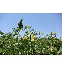SYNGENTA ΜΥΡΤΙΑ ΗΛΕΙΑΣ